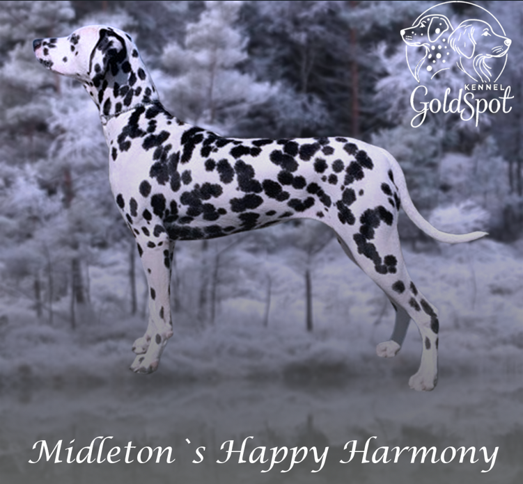 Midletons Happy Harmony Midletons Happy Harmony