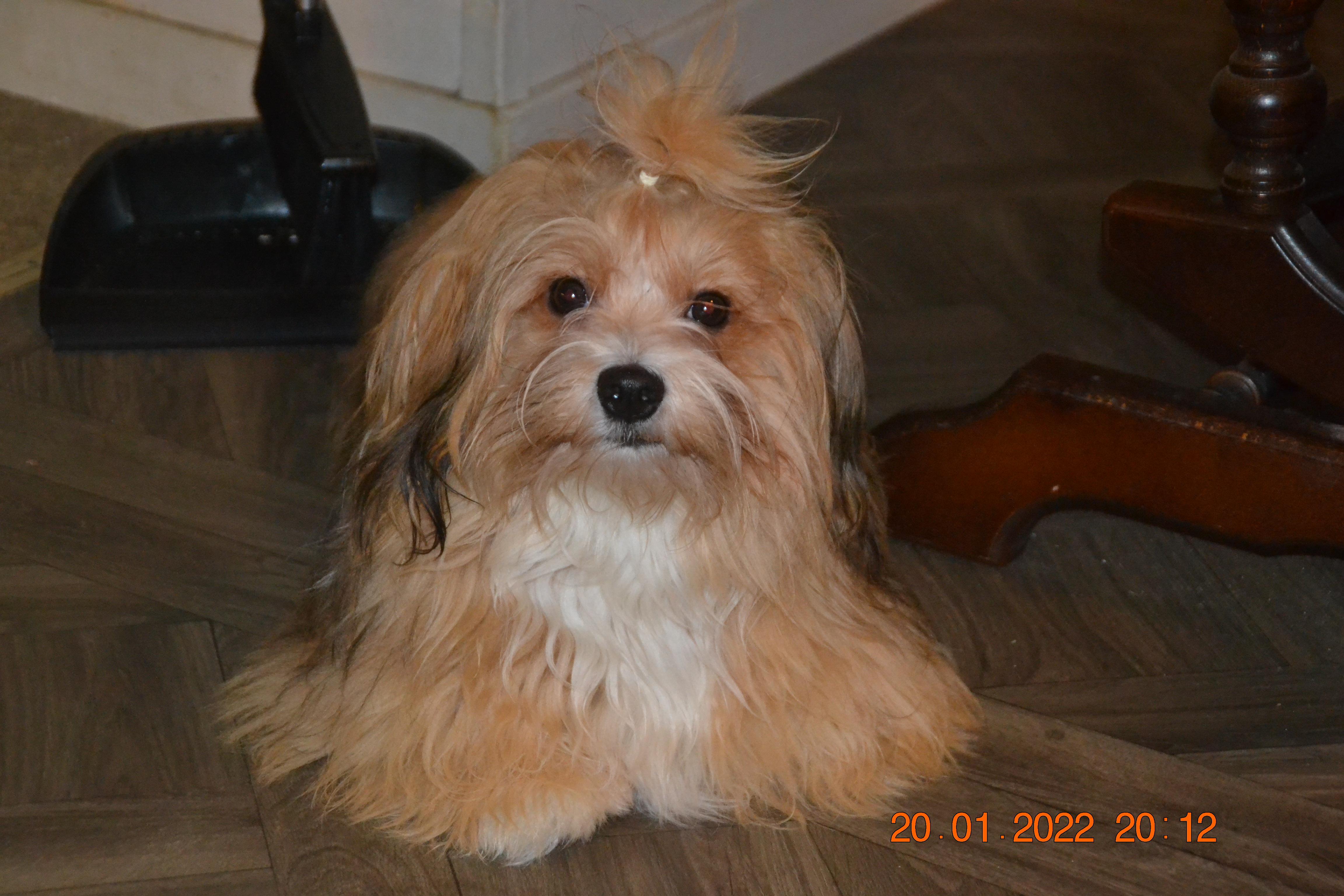 Silke englers Laila Silke englers Laila