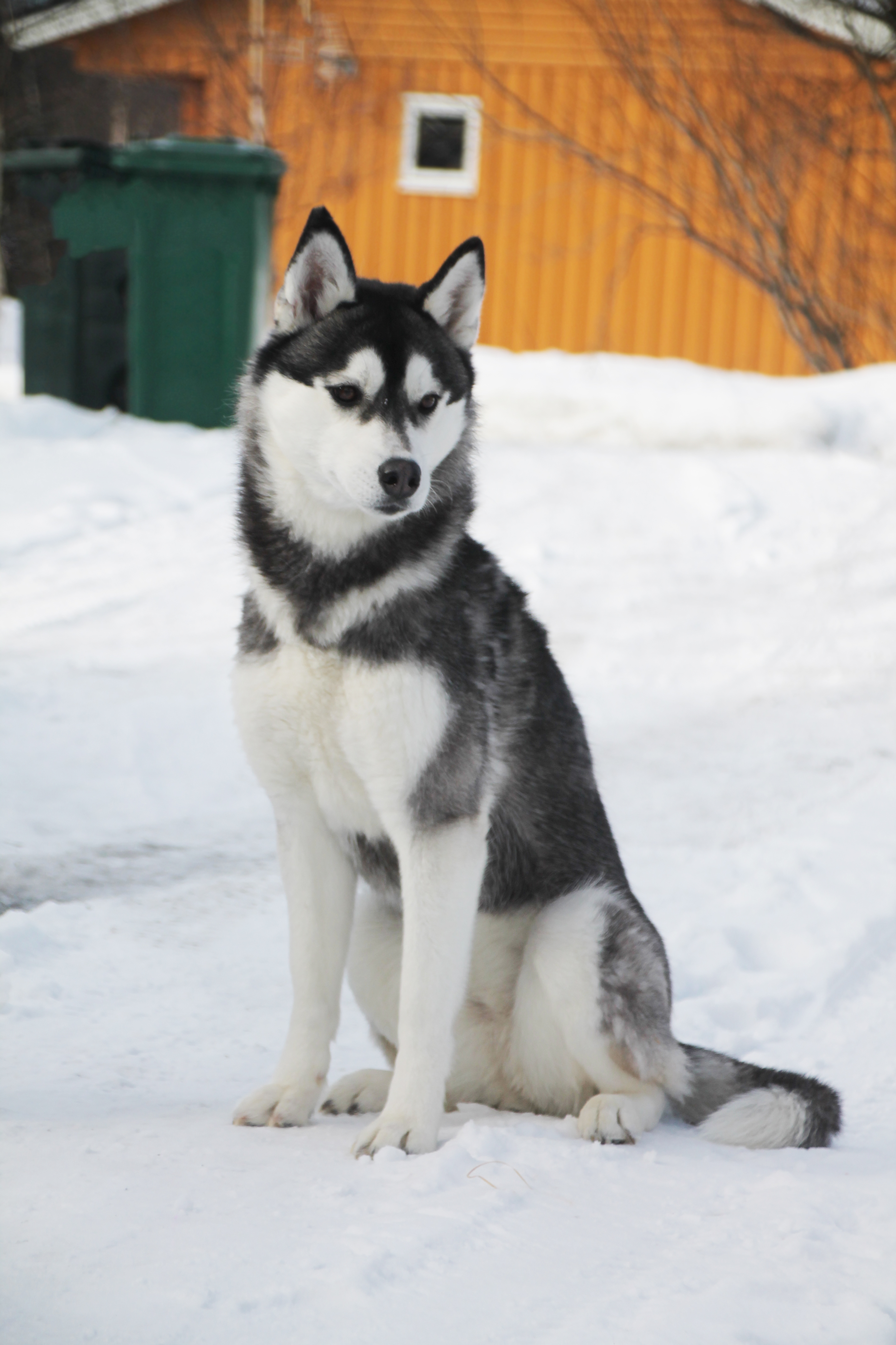 Homecoming Queen For Fjelltroll Homecoming Queen For Fjelltroll