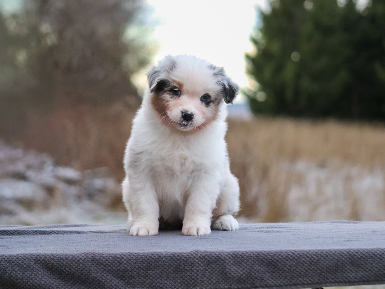 Celestial Herd's Bridal Glow Celestial Herd's Bridal Glow