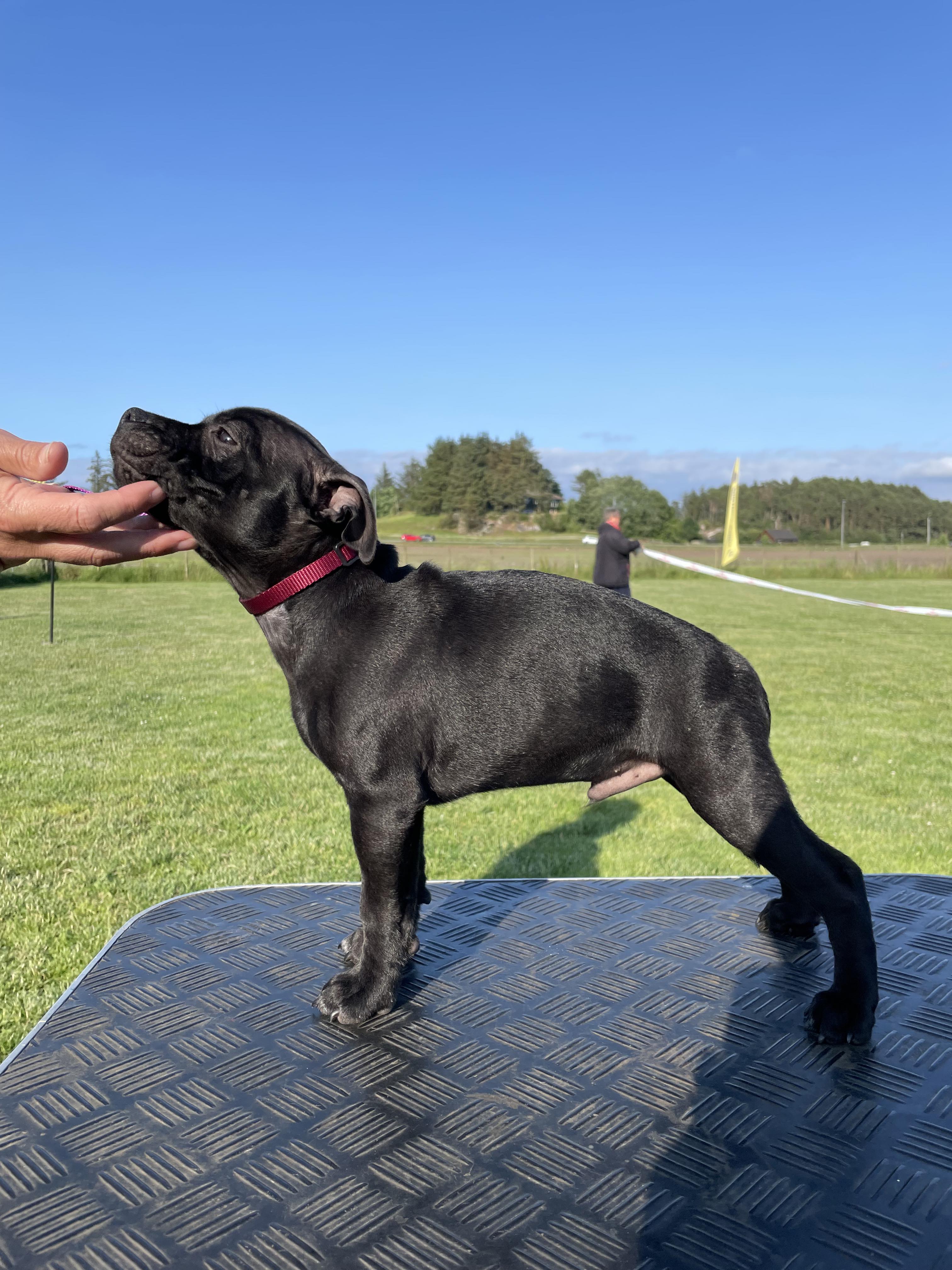 Ducati Av Rennesteien Ducati Av Rennesteien