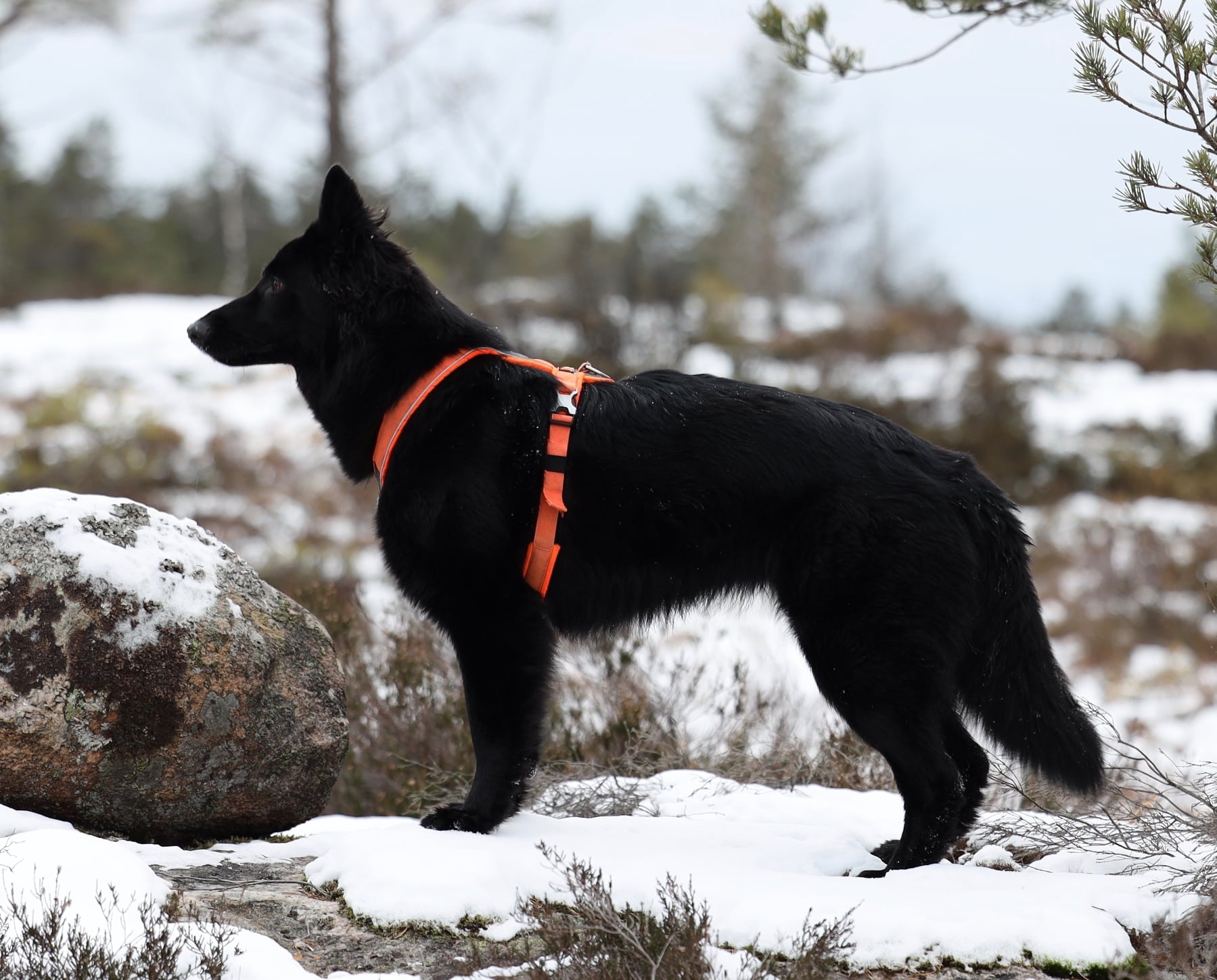 VomTraum Sweet Lucy VomTraum Sweet Lucy