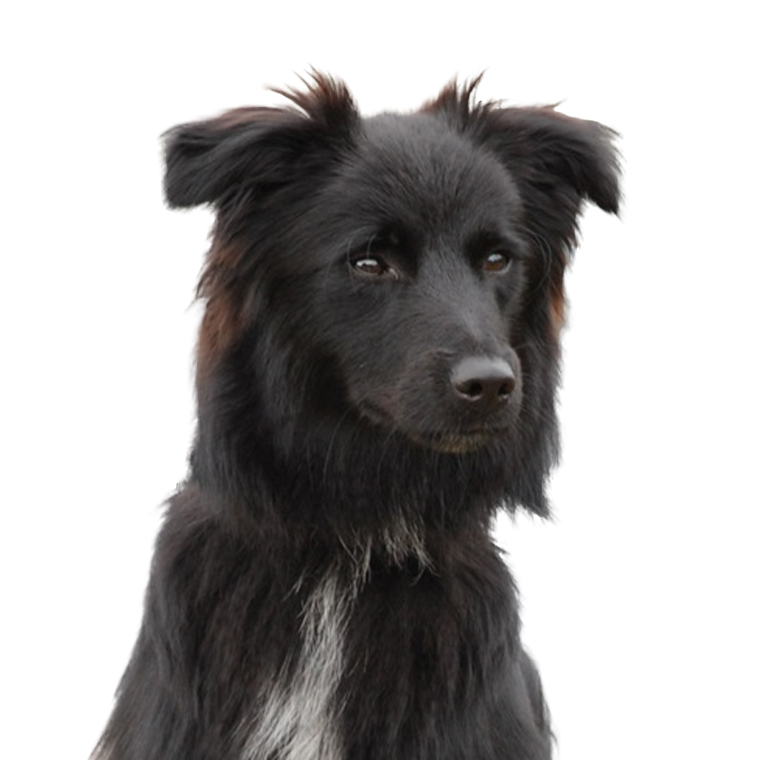 Pyreneisk gjeterhund med korthåret hode Pyreneisk gjeterhund med korthåret hode