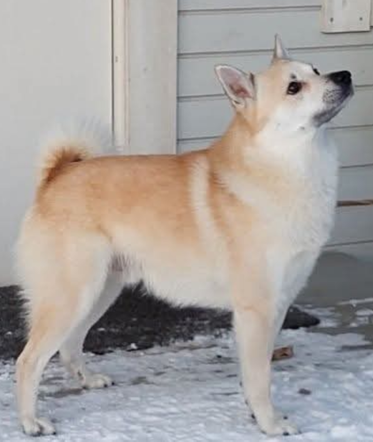 Moses(Team buhund milde Moses)