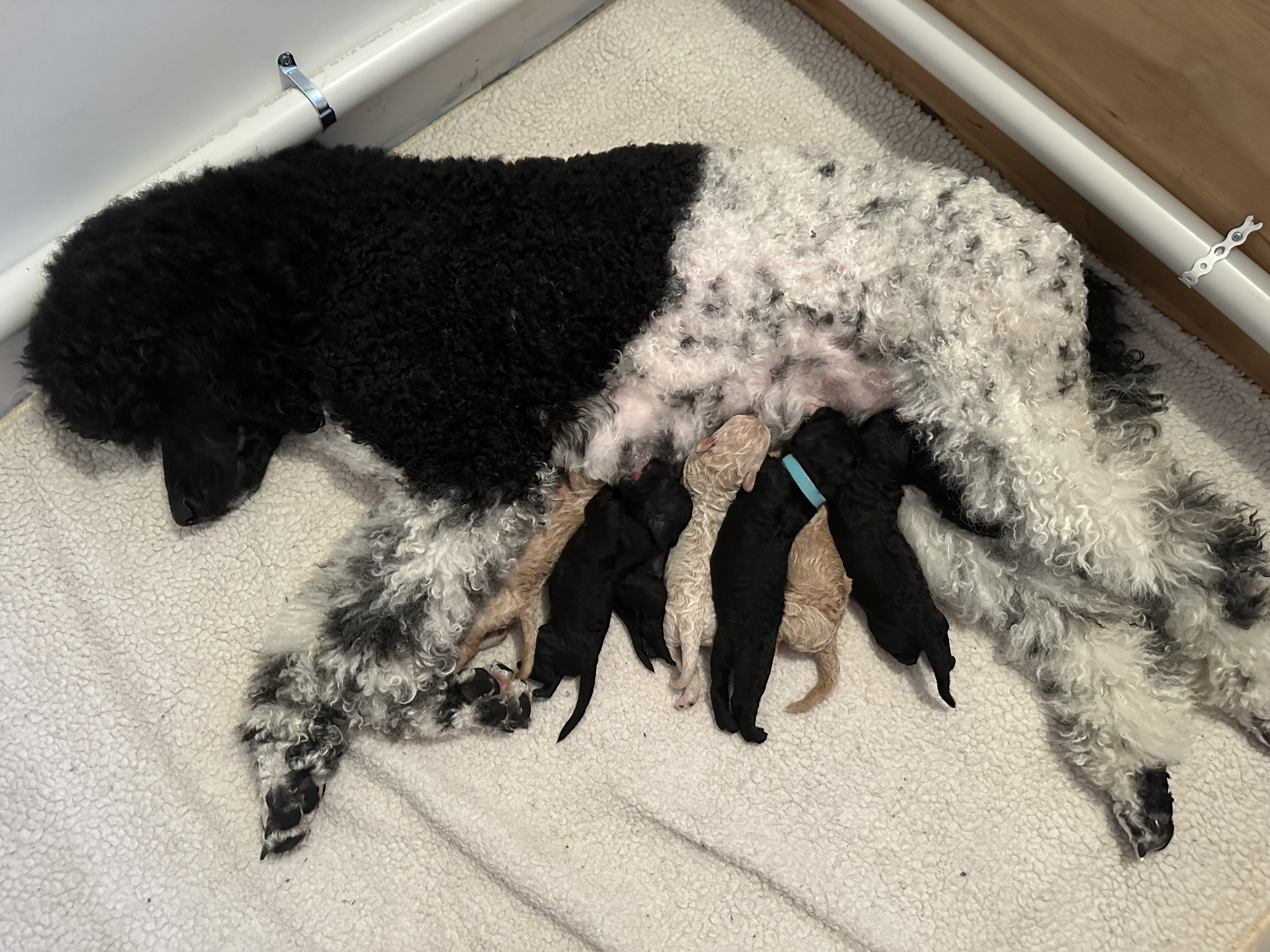 Ruby og Venus Ruby og Venus