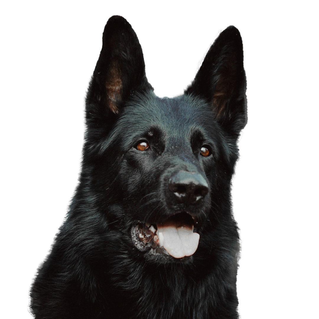 Norsk elghund sort Norsk elghund sort