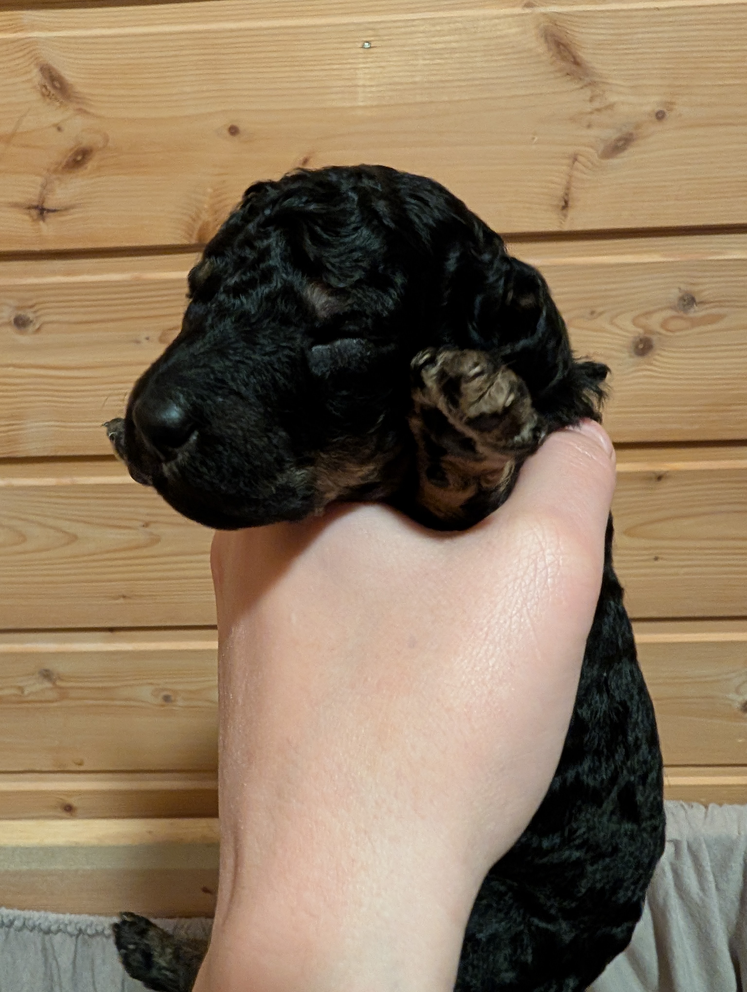 BjørnePias Ingidagur BjørnePias Ingidagur