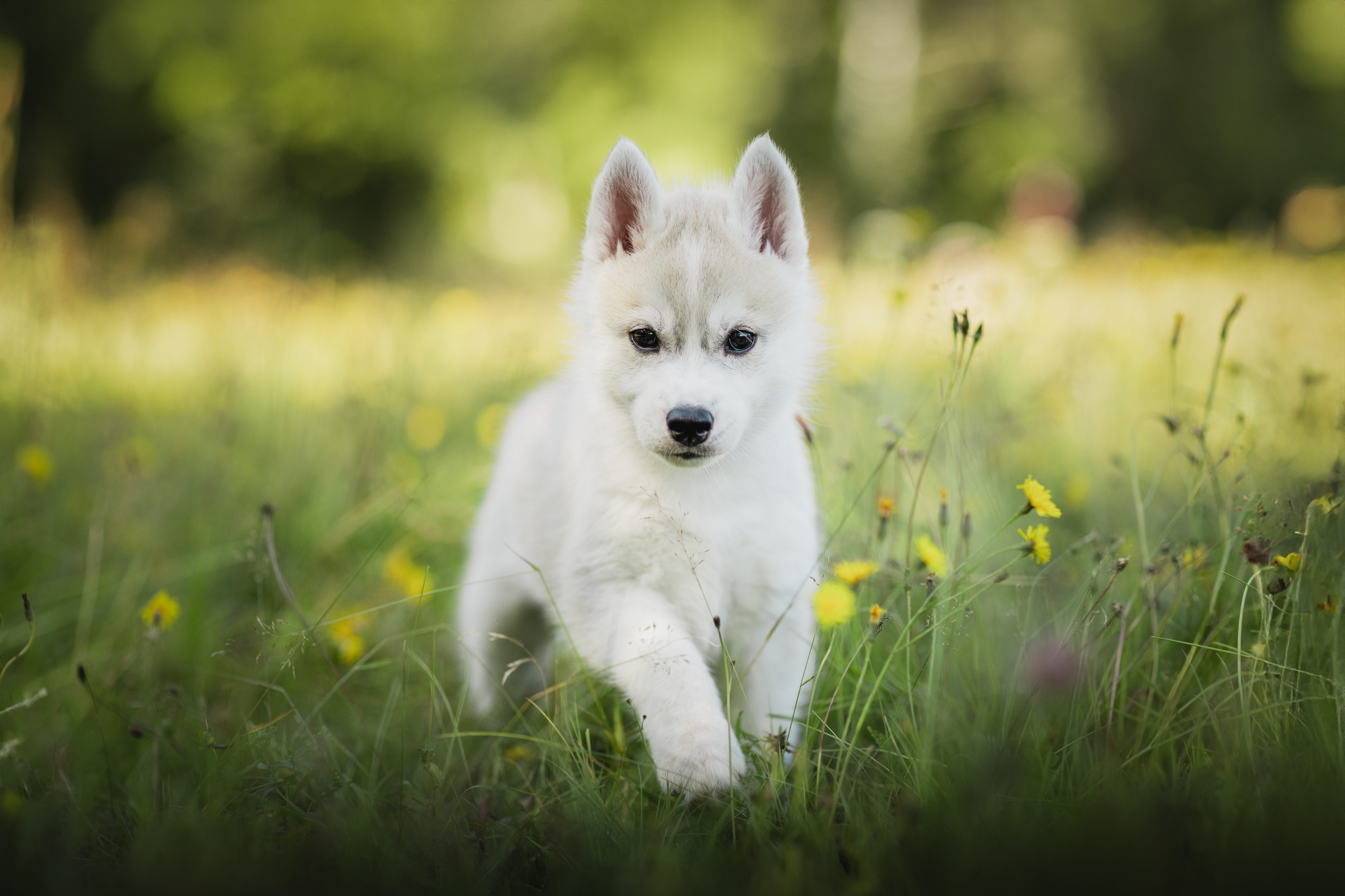 Lapras (oransje) Lapras (oransje)