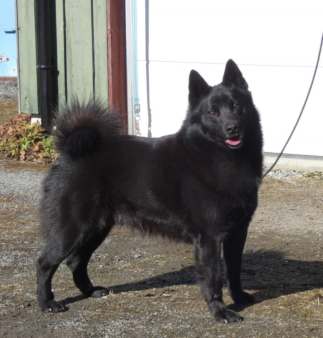 Bernegården's Nidar Bernegården's Nidar