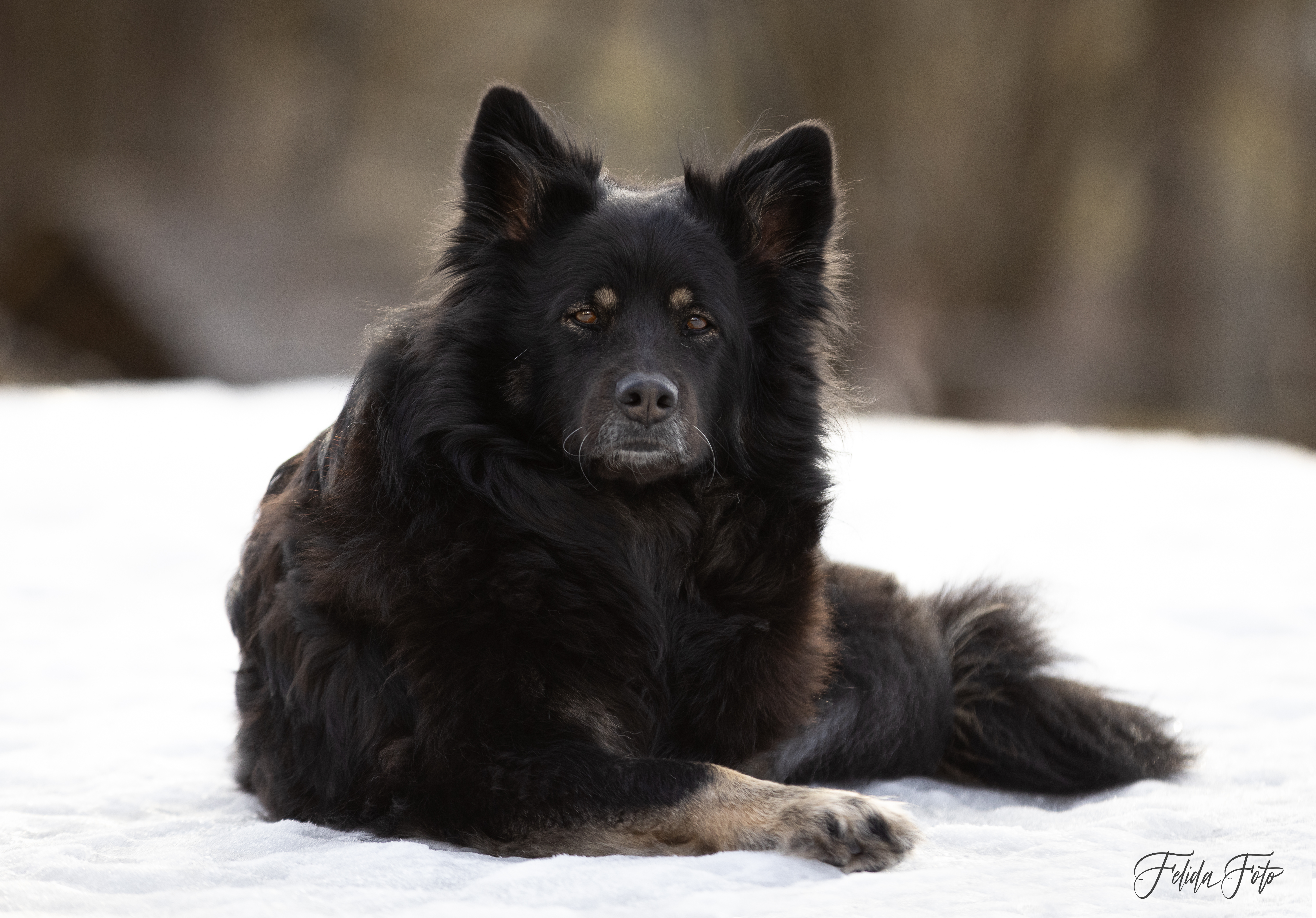 Vestskogen's Bella-Donna