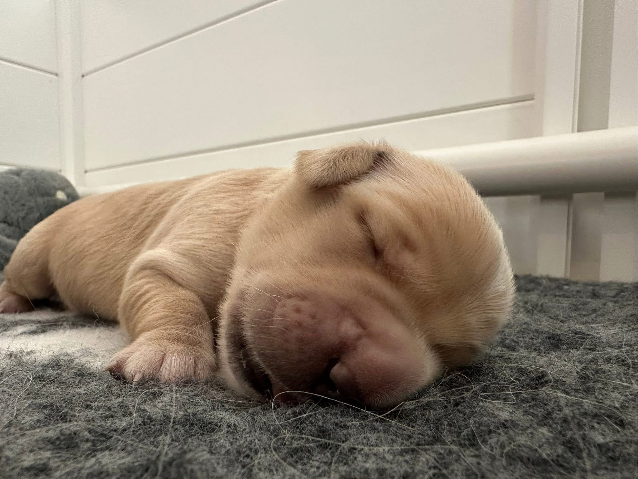 Golden Agapi’s Prince Charlie