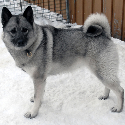 Gokstadhaugen's HUMLA Gokstadhaugen's HUMLA