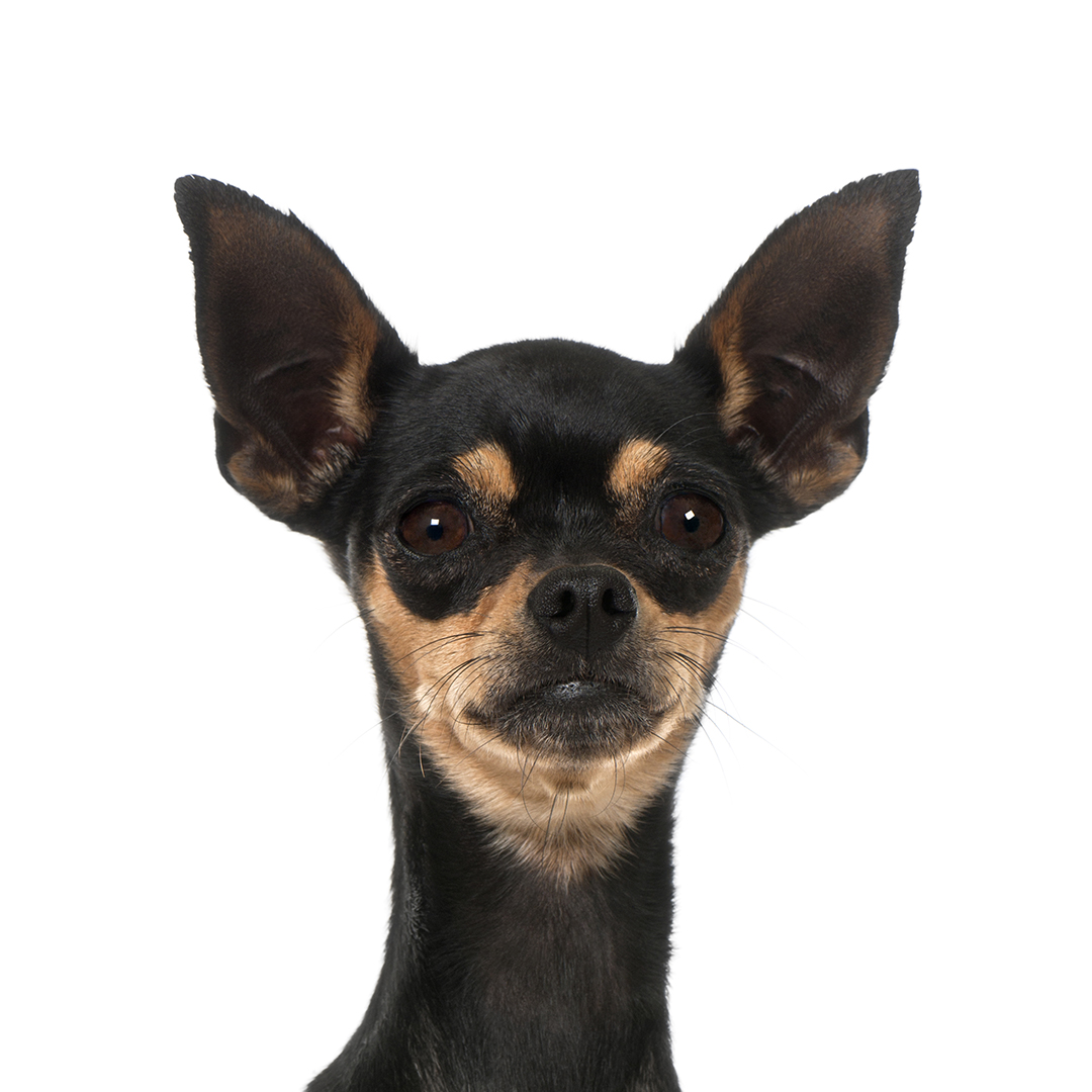 Prazsky krysarik Prazsky krysarik