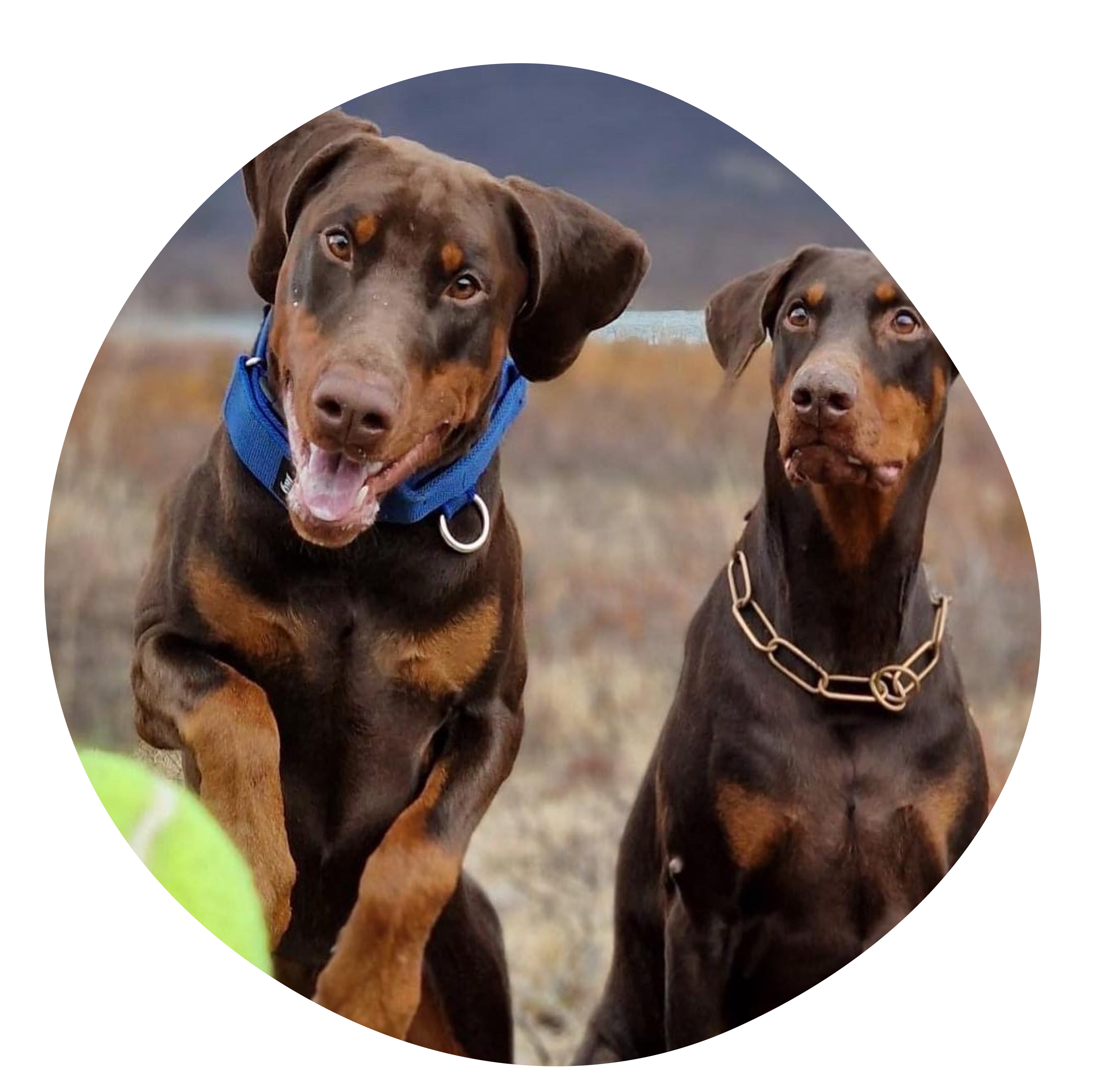 Besøk Kennel Iztaris kennelprofil!