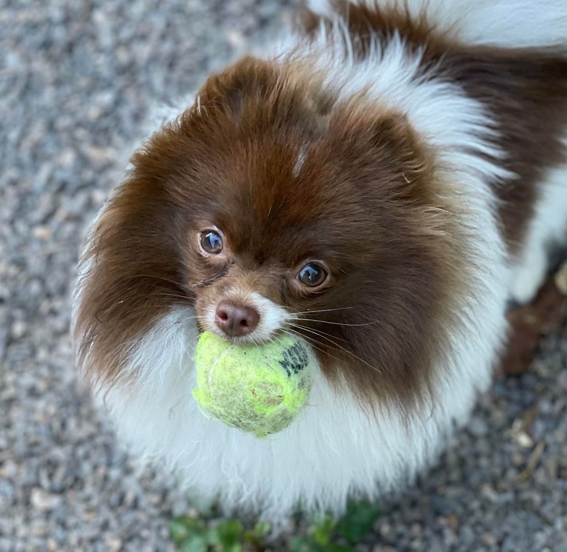 Pom Nebula`s Parti Zafira