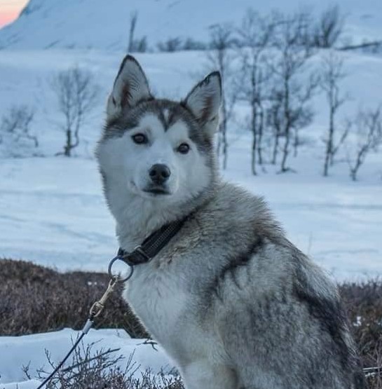 Team Tuvas Dixie Team Tuvas Dixie