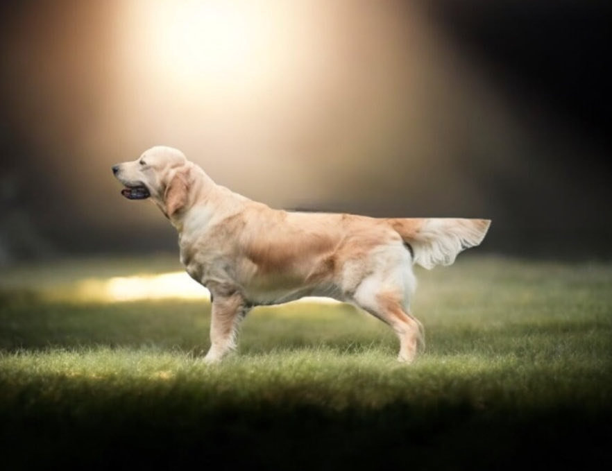 Golden Agapi’s Eternal Hope