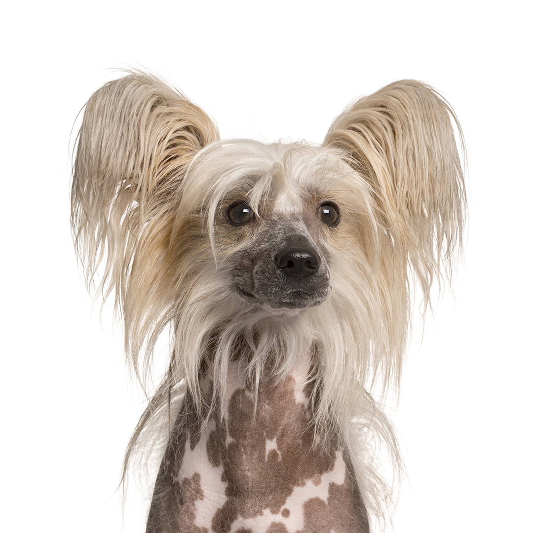 Chinese crested Chinese crested