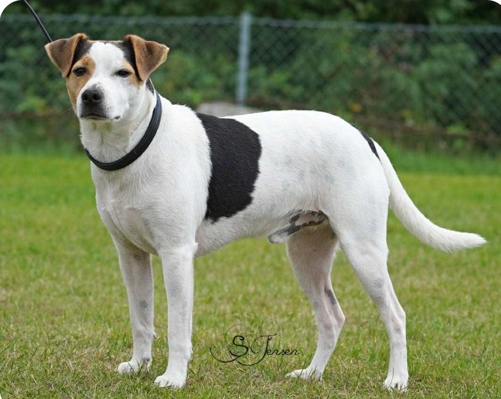 Halvskogen's Harry Potter