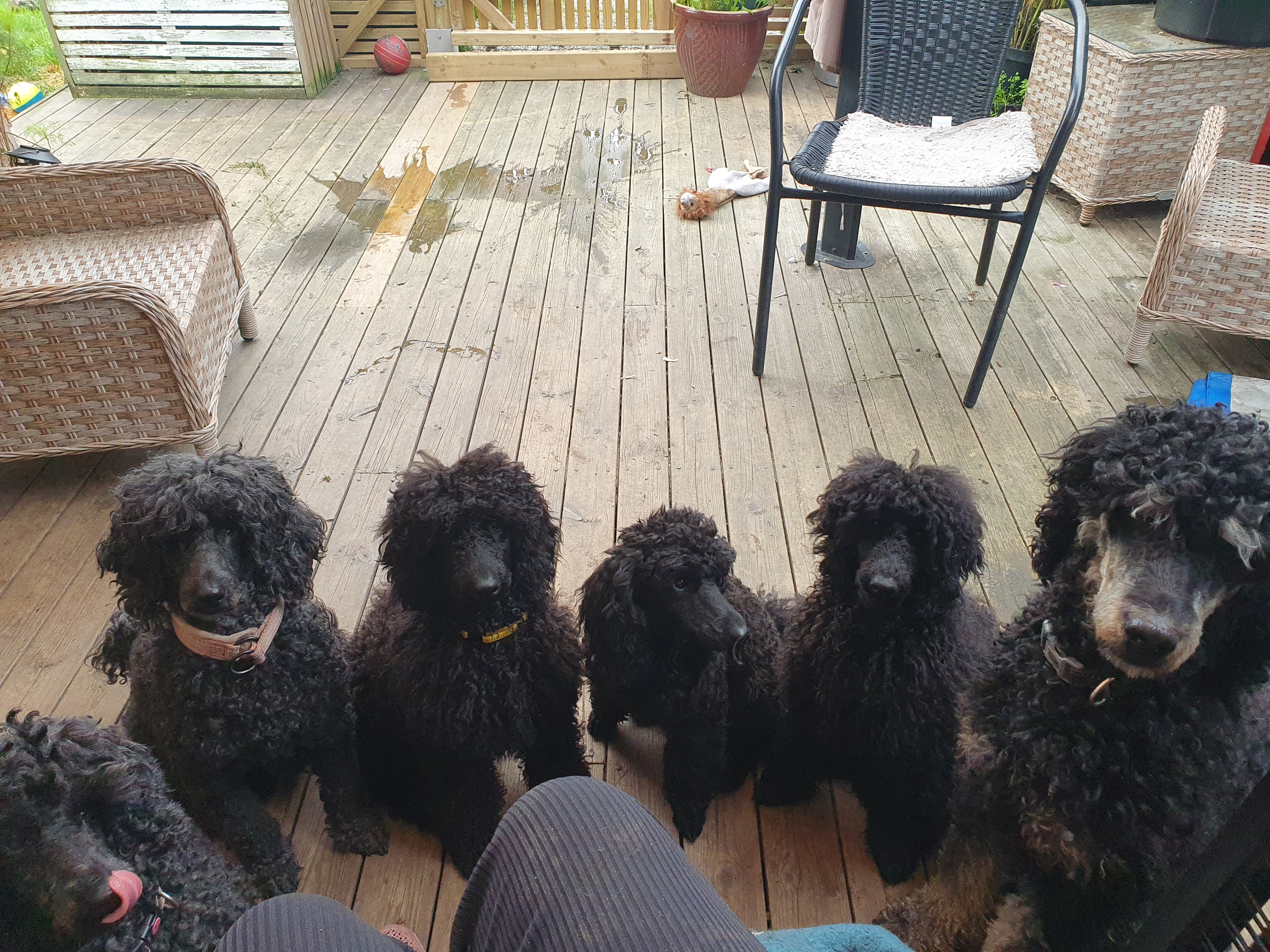 Venn for alltid Venn for alltid