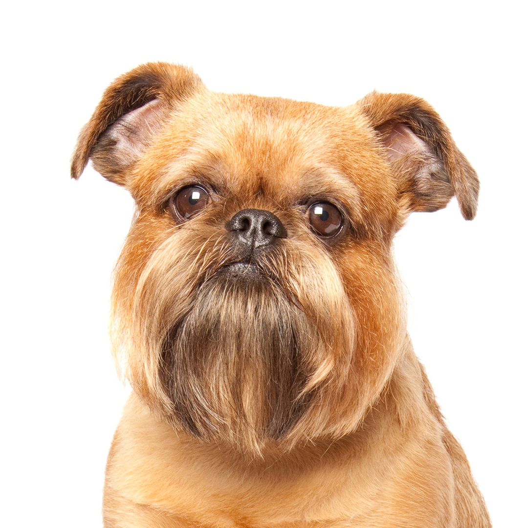 Griffon bruxellois Griffon bruxellois