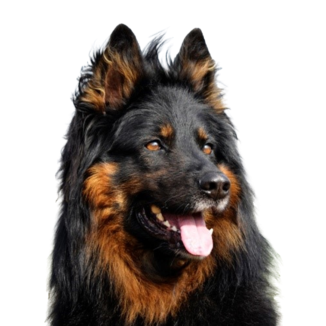 Chodsky pes Chodsky pes