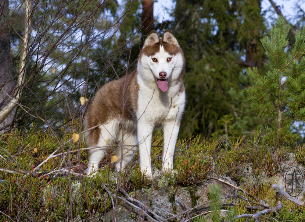 Snøfrost Venus Morgenstjerne Snøfrost Venus Morgenstjerne