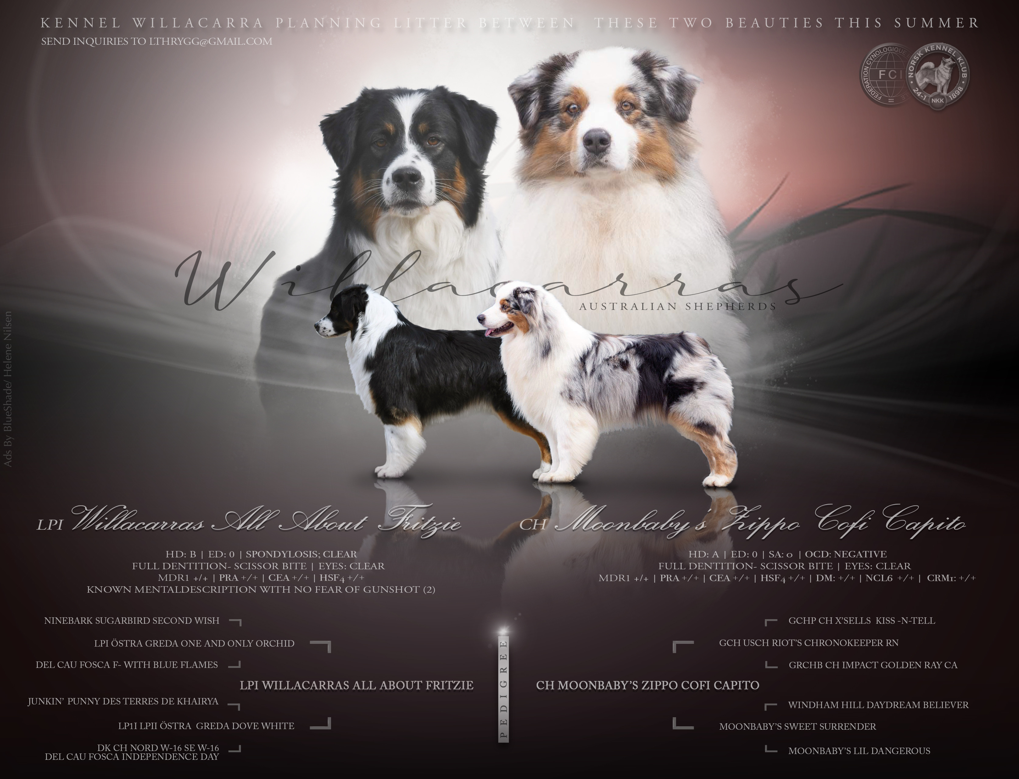 Willacarra K-Kull Willacarra K-Kull