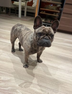 Bulldogtoppens Elsa Bulldogtoppens Elsa