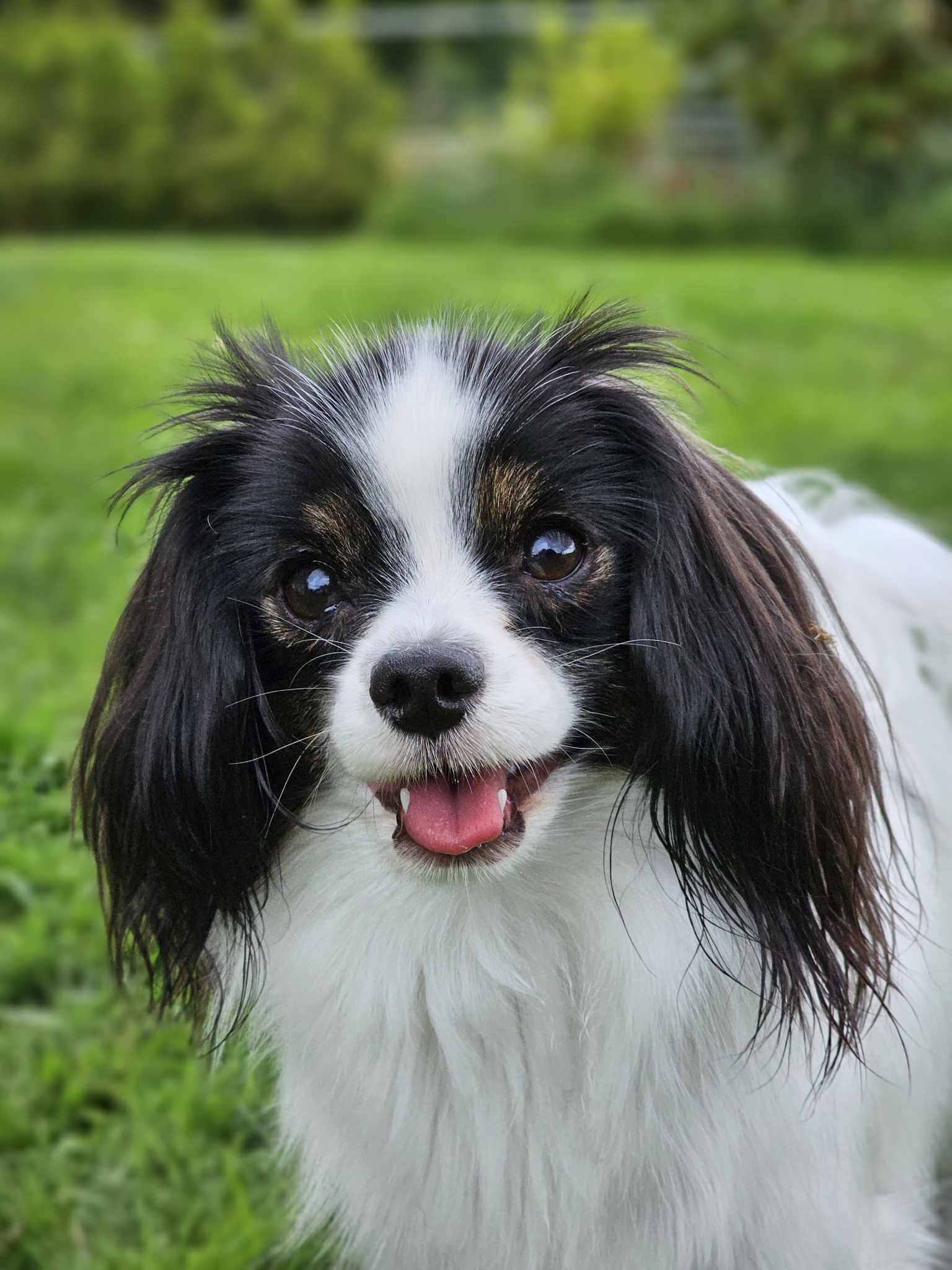 Nuch Minelos Dream Hello Honey Nuch Minelos Dream Hello Honey