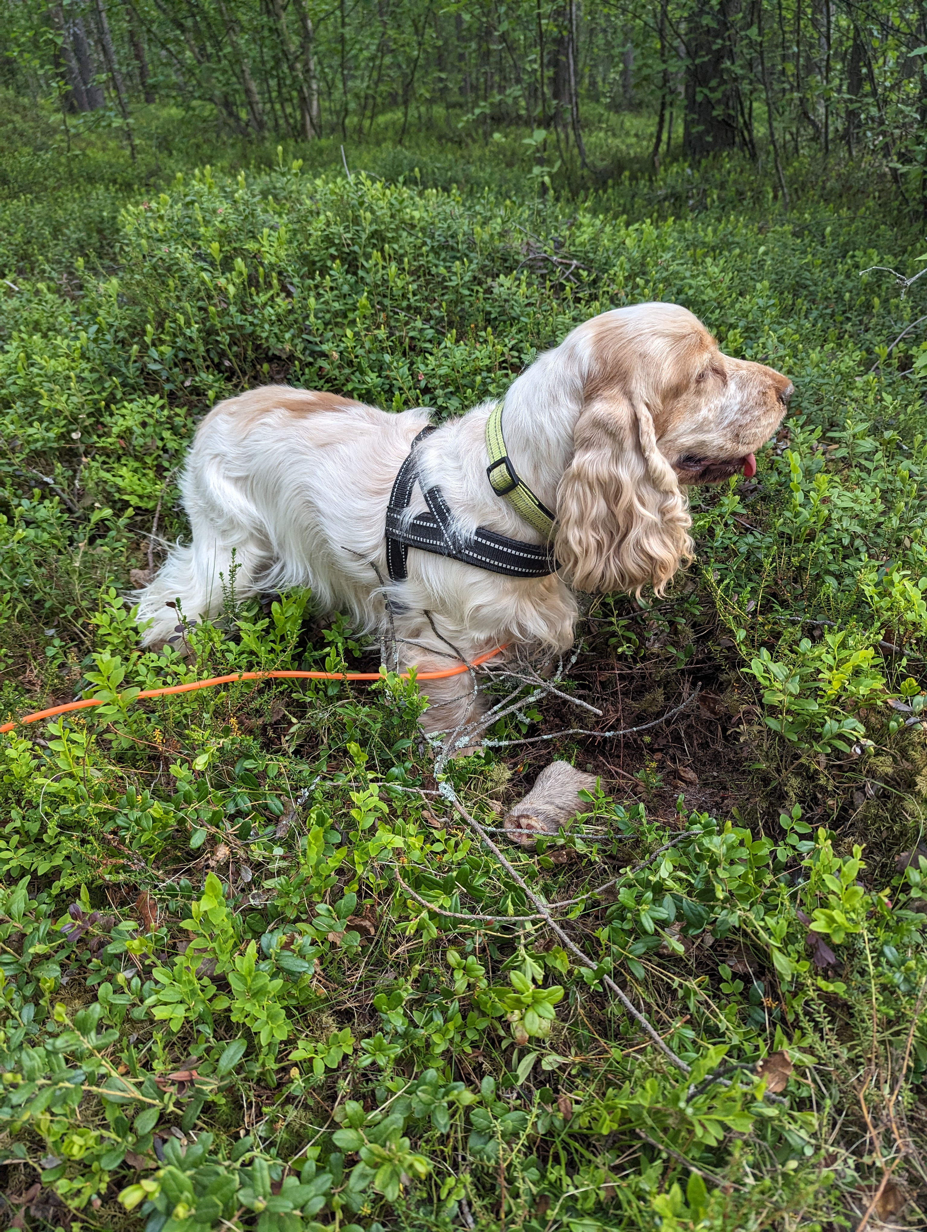 Allert's Vanessa Allert's Vanessa