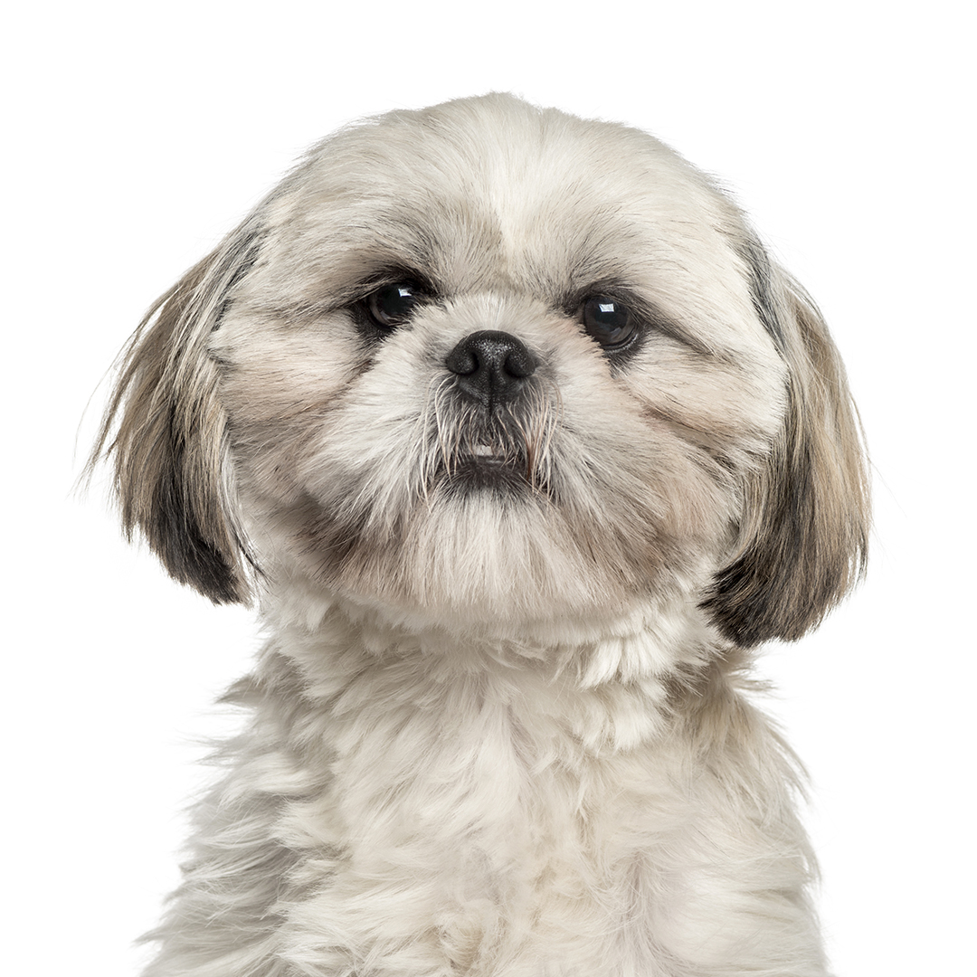 Shih tzu