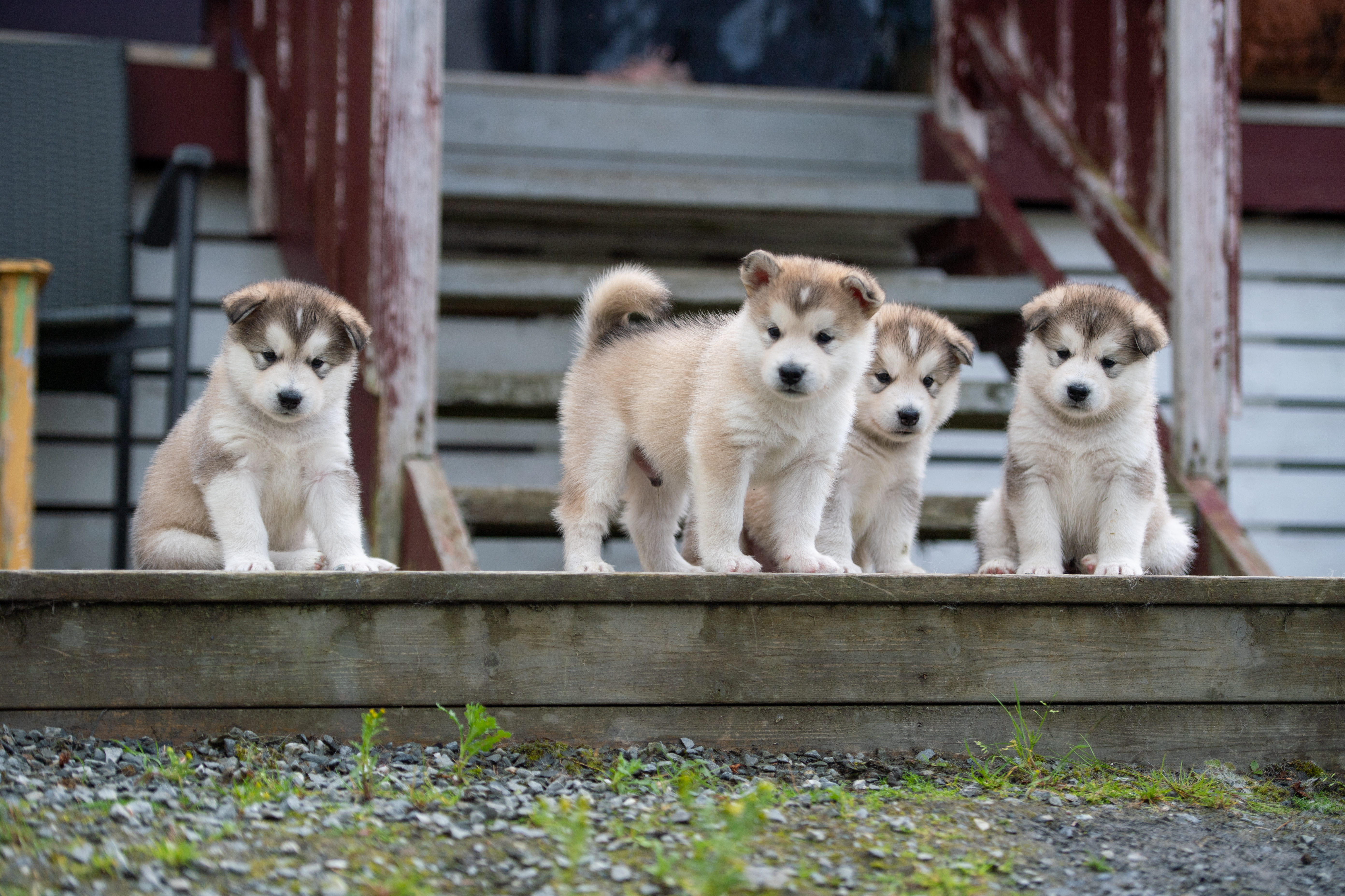 Alaskan malamute Alaskan malamute