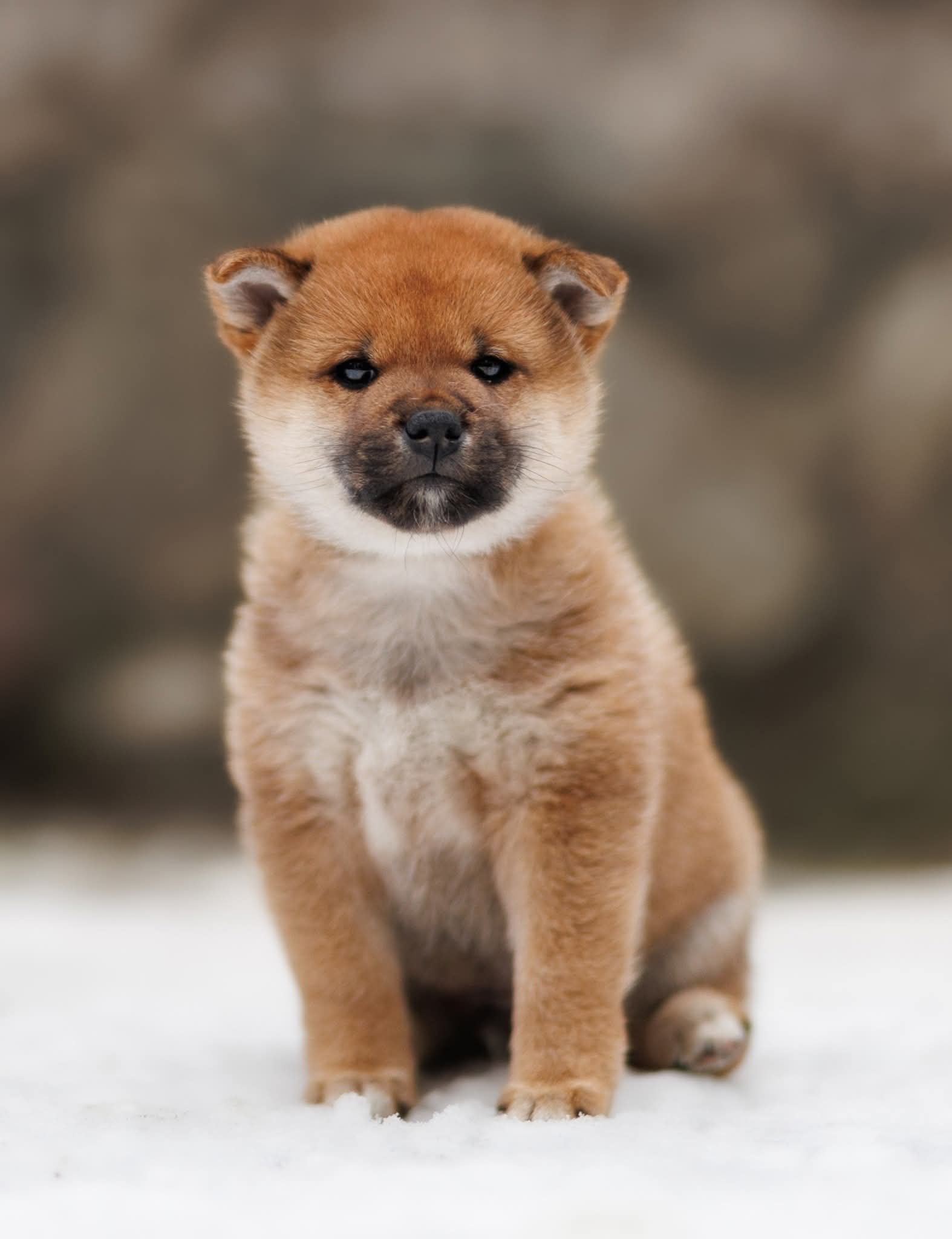 Hann 2 (Blitz) Hann 2 (Blitz)