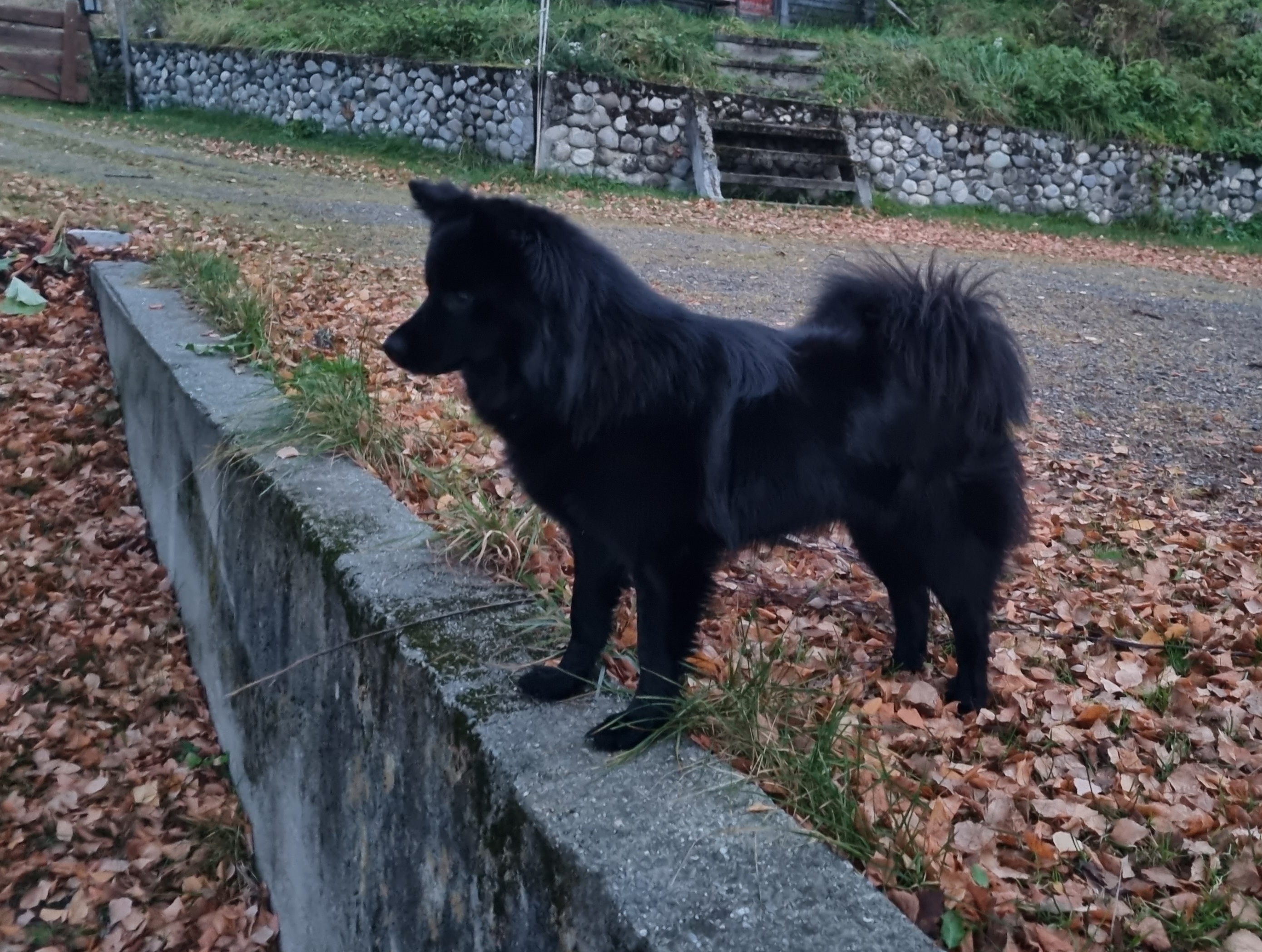 N uch Šalia Tavęs Hero of X-men Phoenix N uch Šalia Tavęs Hero of X-men Phoenix