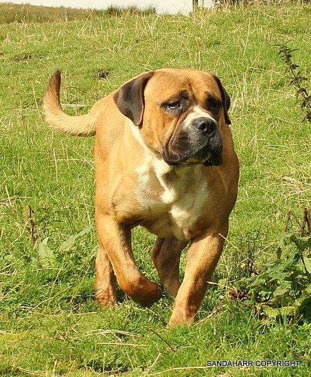 Ataraxia Too Good To Be Called Angus 