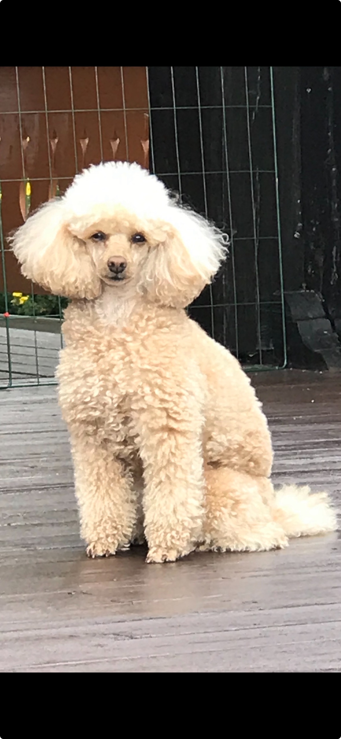 Stutteri Lundgreen Bella Blanca Stutteri Lundgreen Bella Blanca