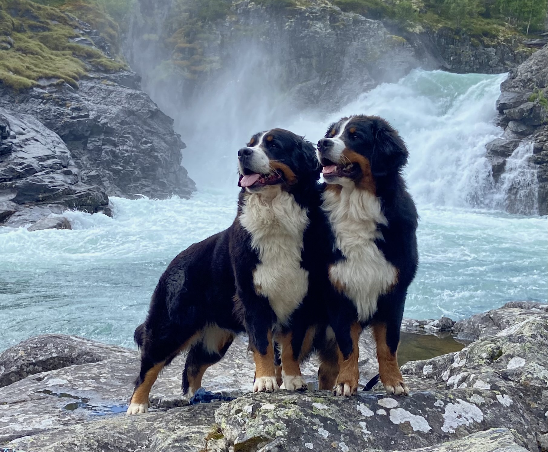 Hubba Bubba’s Winter Wunderbaum Hubba Bubba’s Winter Wunderbaum