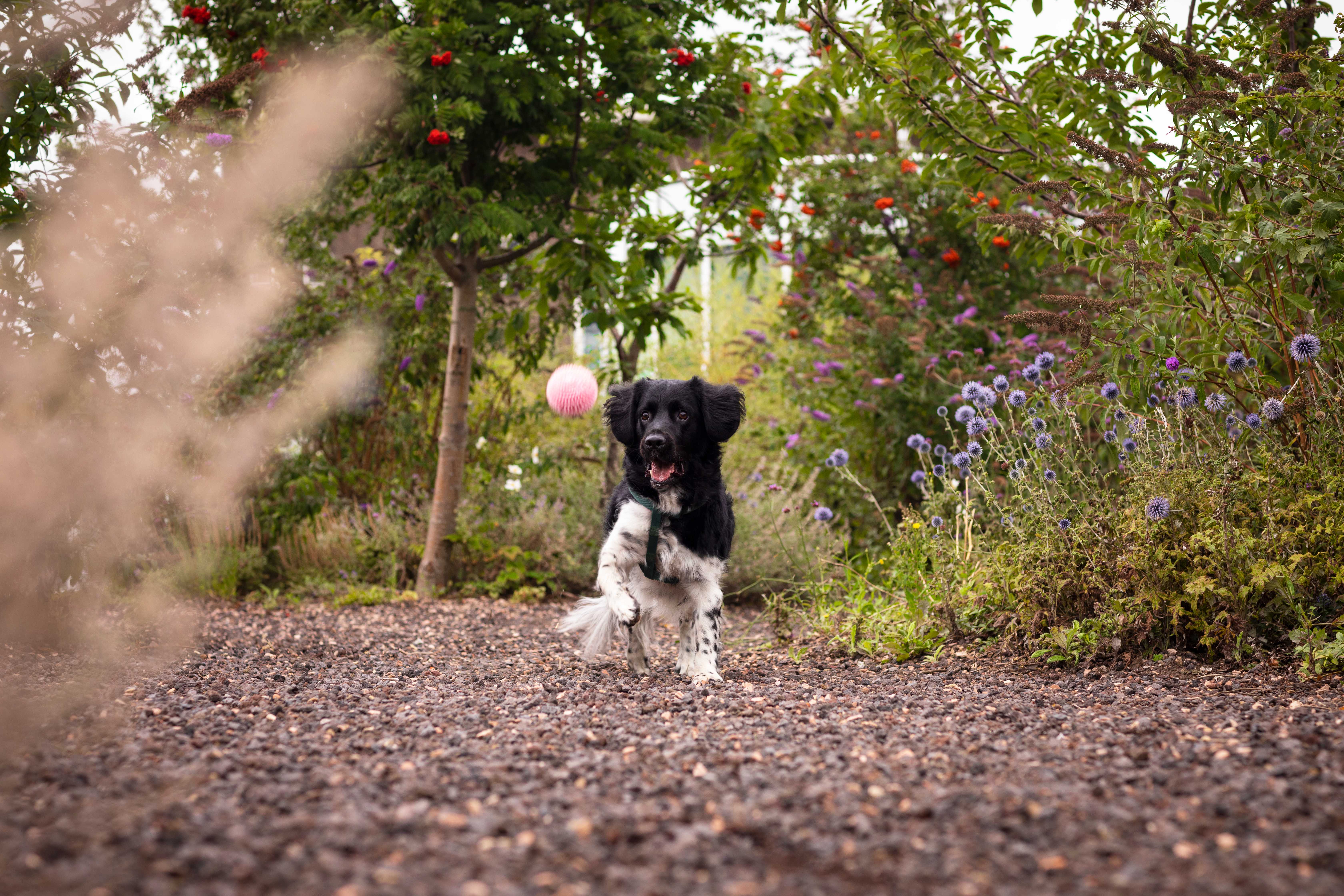 Stabijhoun Stabijhoun