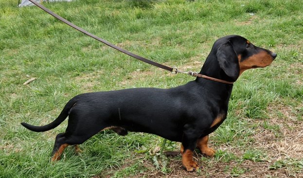 N BS CH NO SE UCH Grot Bartoszowa Złaja N BS CH NO SE UCH Grot Bartoszowa Złaja