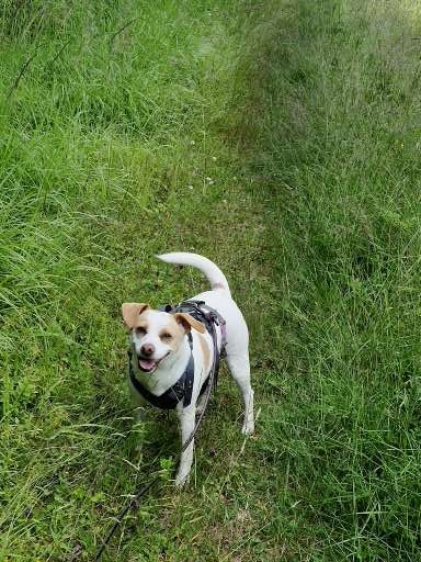 Baily av Bjørneng Baily av Bjørneng