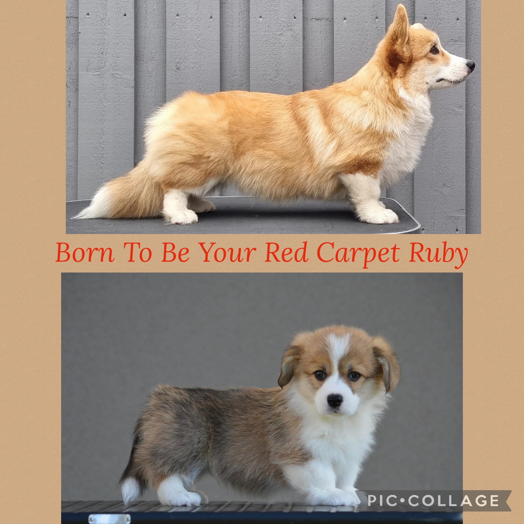 Born To Be Your Red Carpet Ruby Born To Be Your Red Carpet Ruby