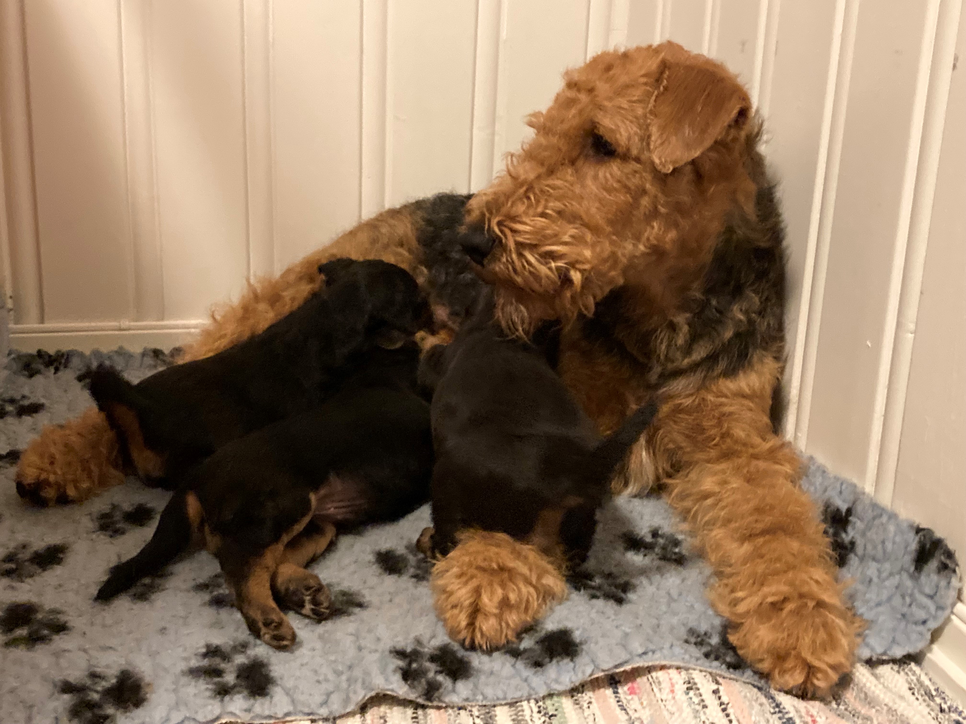 Airedale terrier Airedale terrier