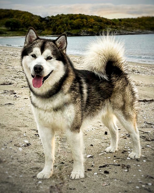 Sikuruq's Better Than U Kenai Sikuruq's Better Than U Kenai