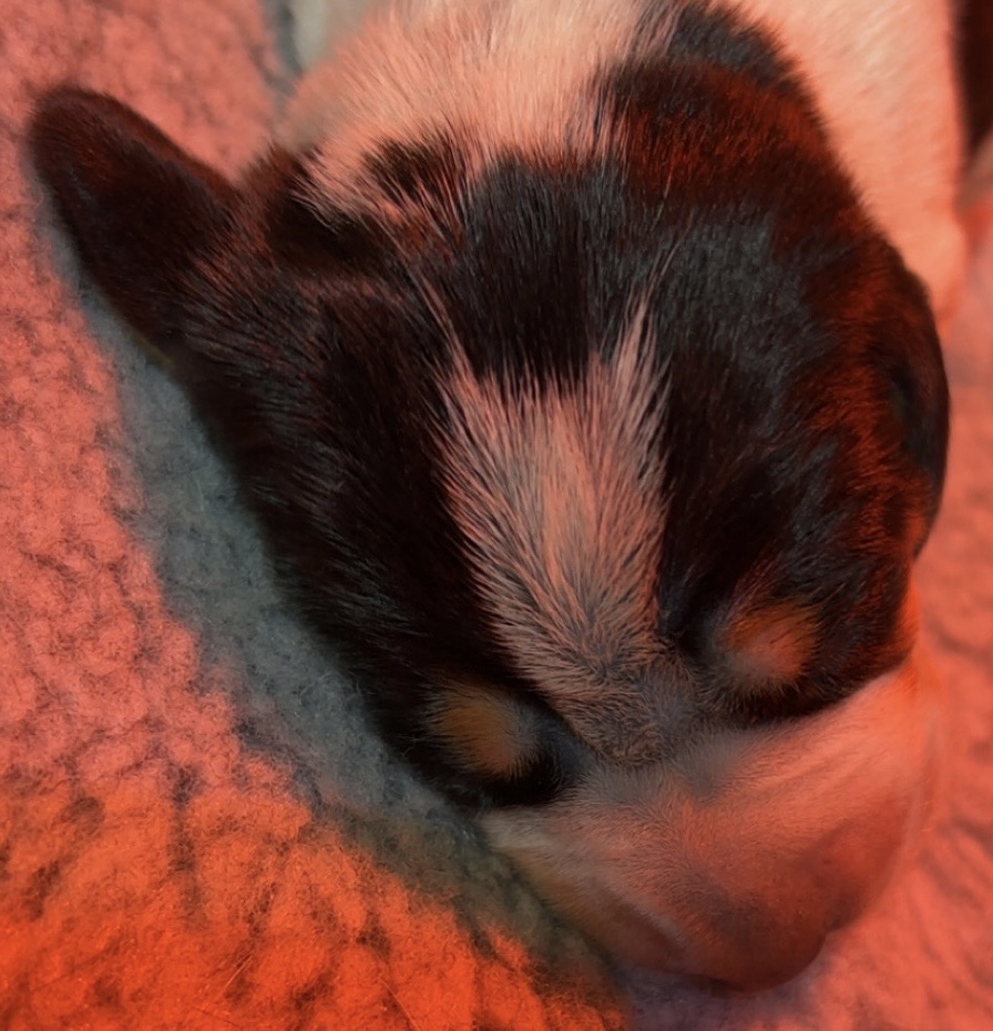 Hampus av Heimlia Hampus av Heimlia