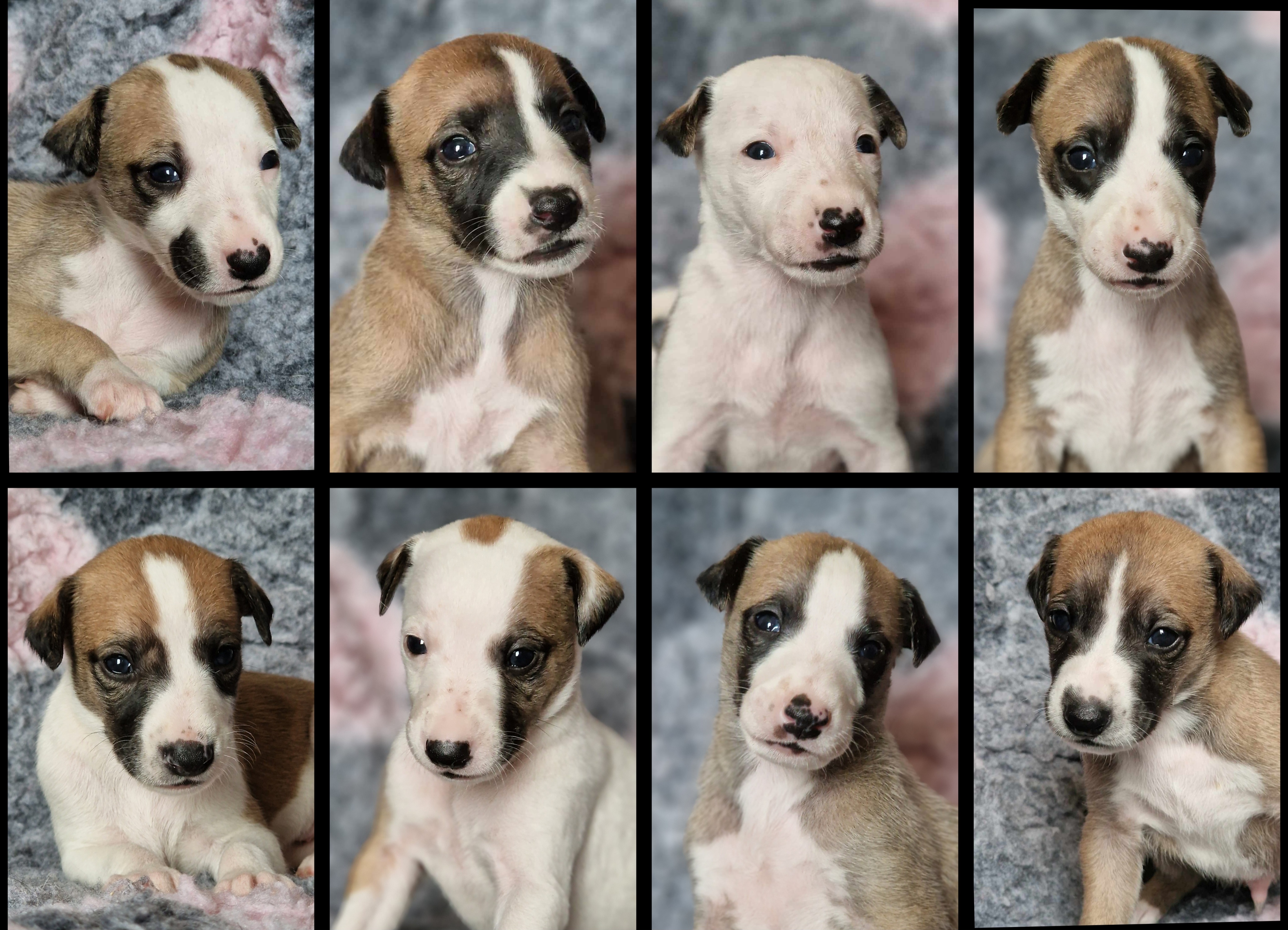 I samarbeid med kennel Mila Moja I samarbeid med kennel Mila Moja