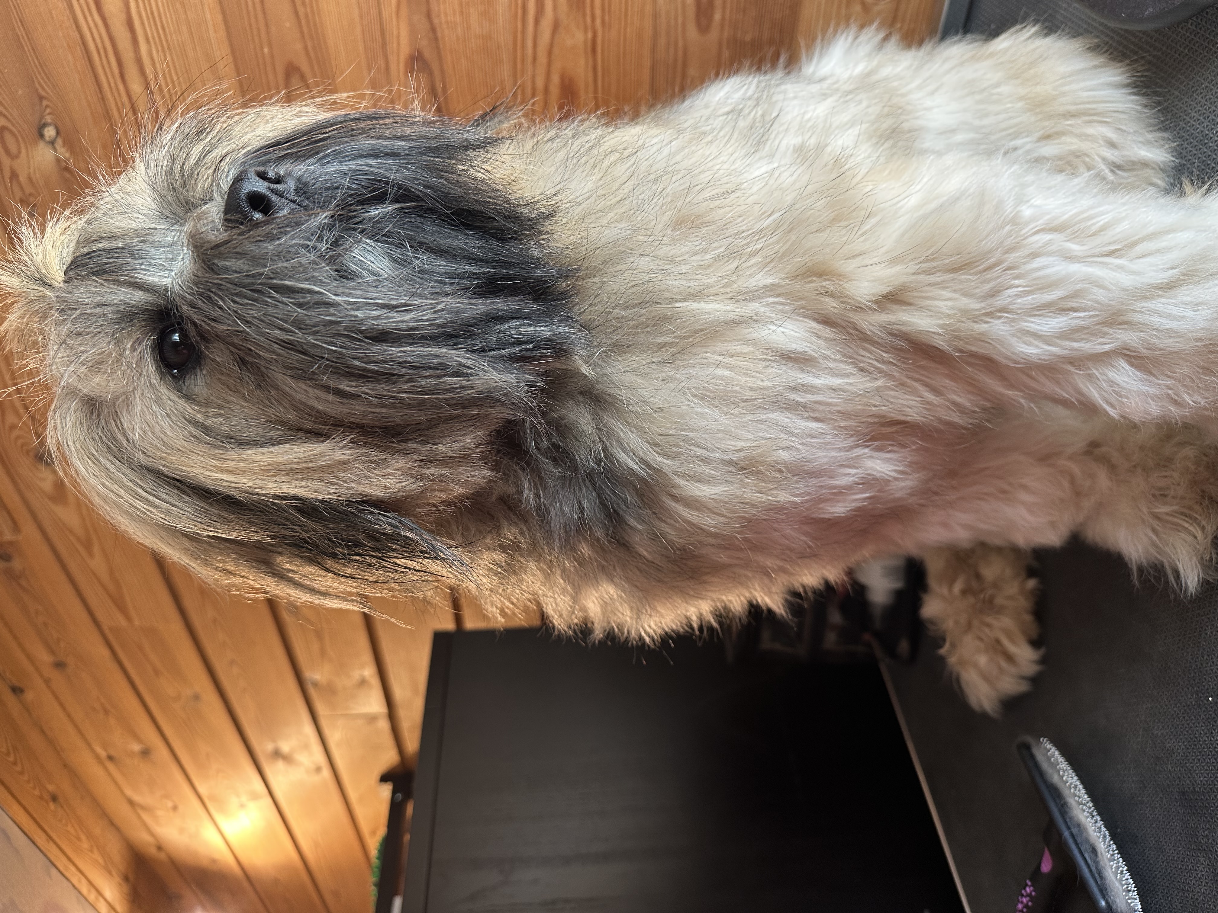 NGA-GYAL’S Amelia Shepard, Lucy