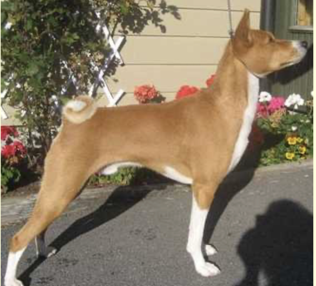 Matabichi Dazzling Simba Moyo «Simba» Matabichi Dazzling Simba Moyo «Simba»