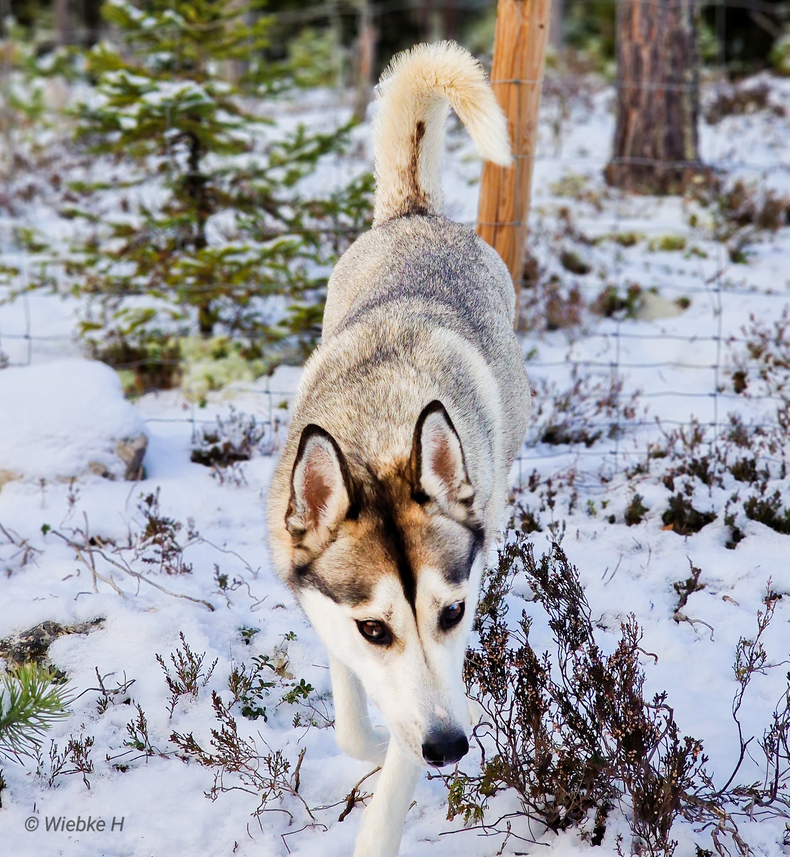 NTCH Sheza Classic Epica (Kaska) NTCH Sheza Classic Epica (Kaska)