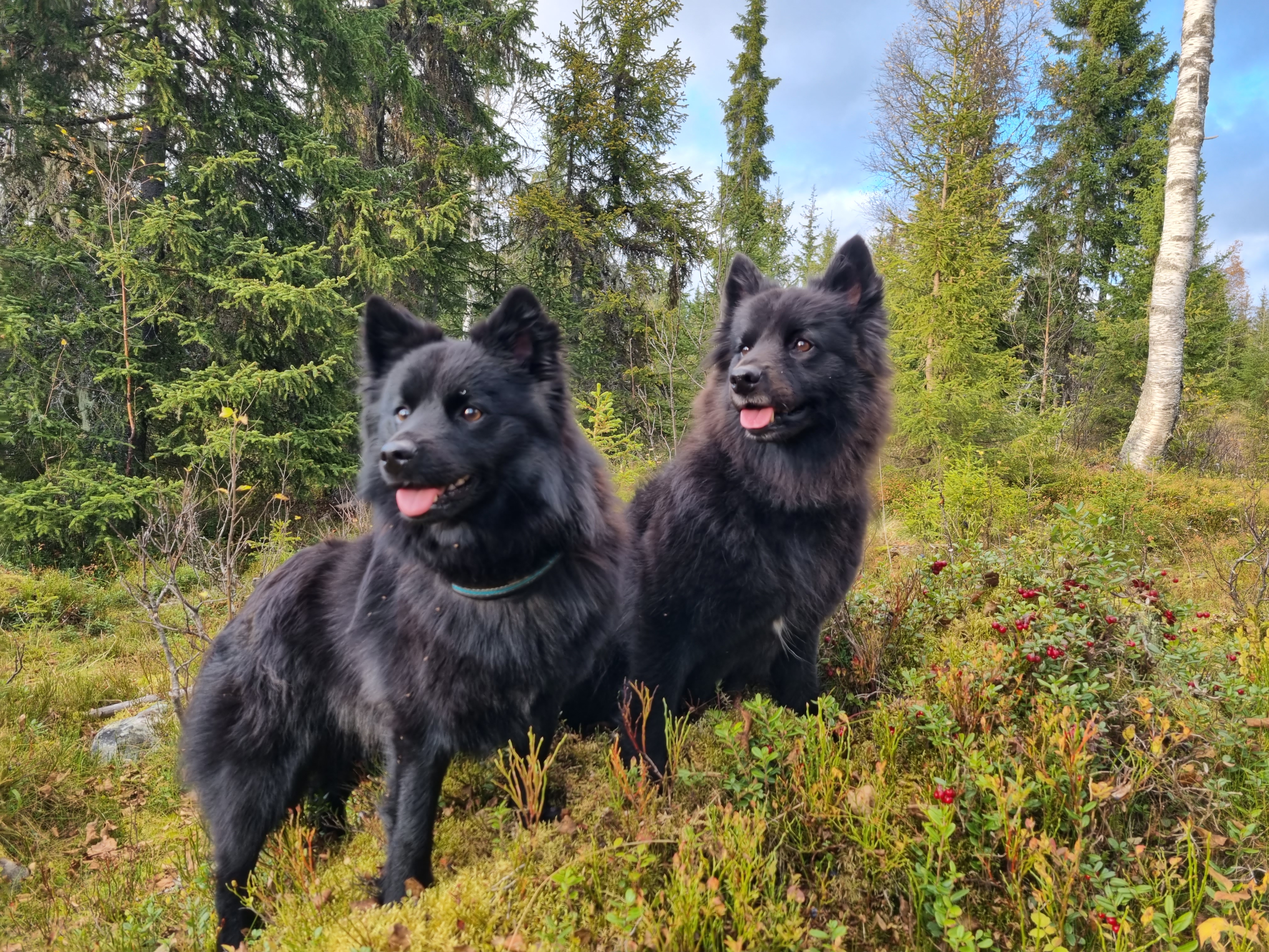 Bearas Beana Bearas Beana